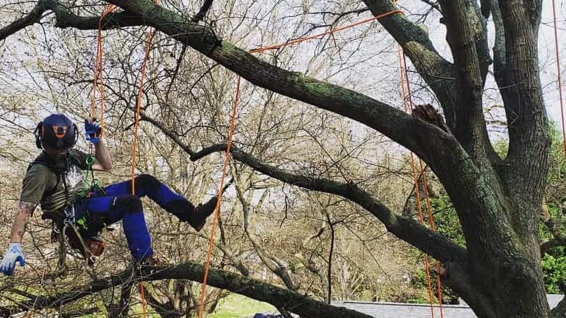 Completed tree work in Charlotte yards