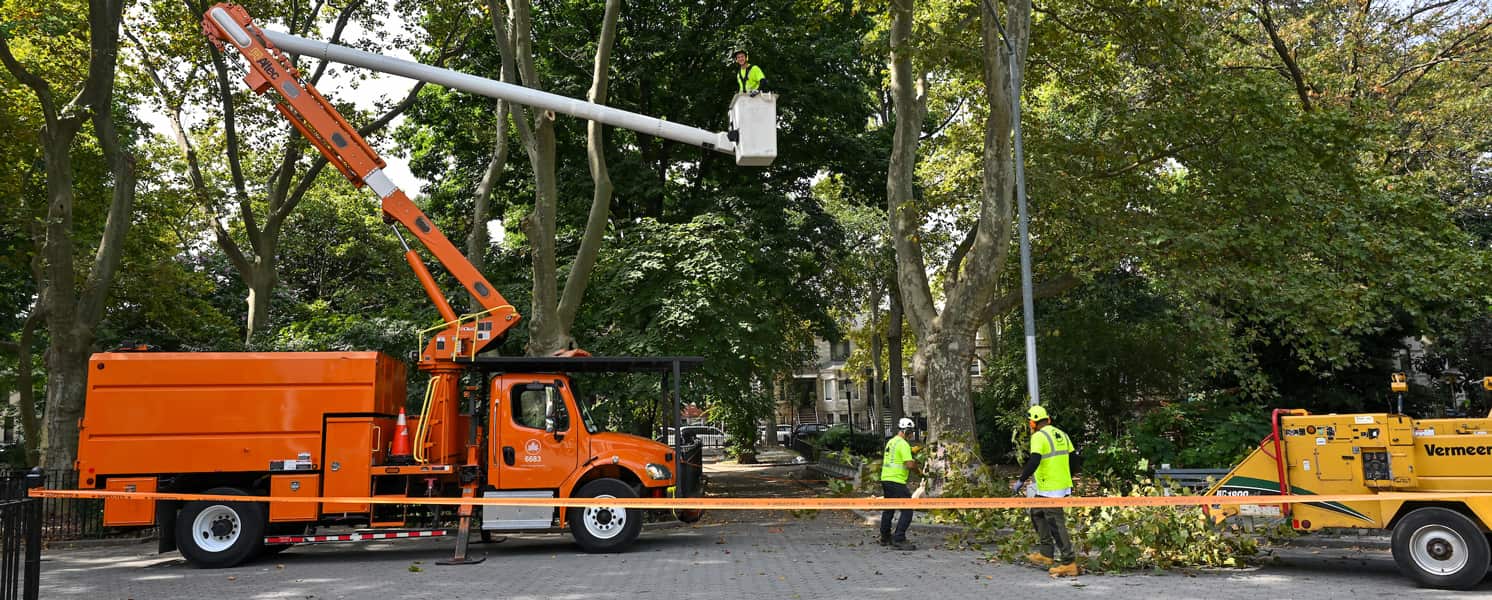 Arborist Reports