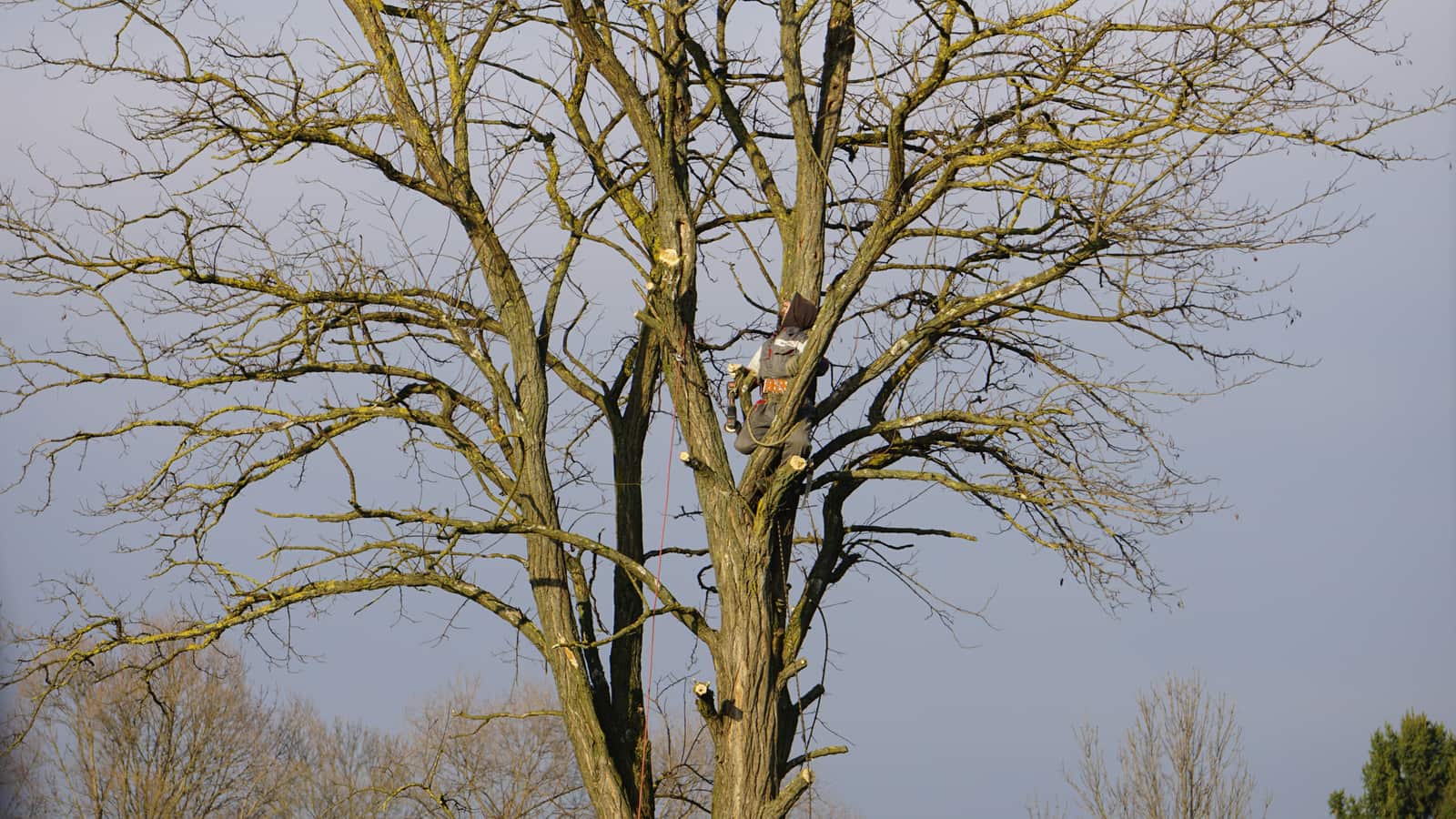 Tree Management